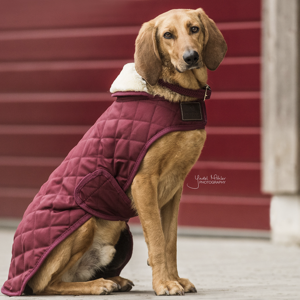 Kentucky hondenjas Burgundy